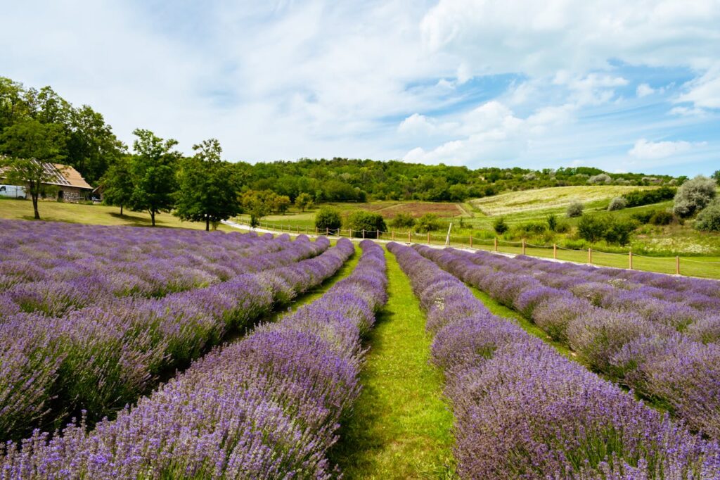 pexels-photo-13445811 Vast lavender fields in full bloom with lush green countryside and cloudy blue sky.