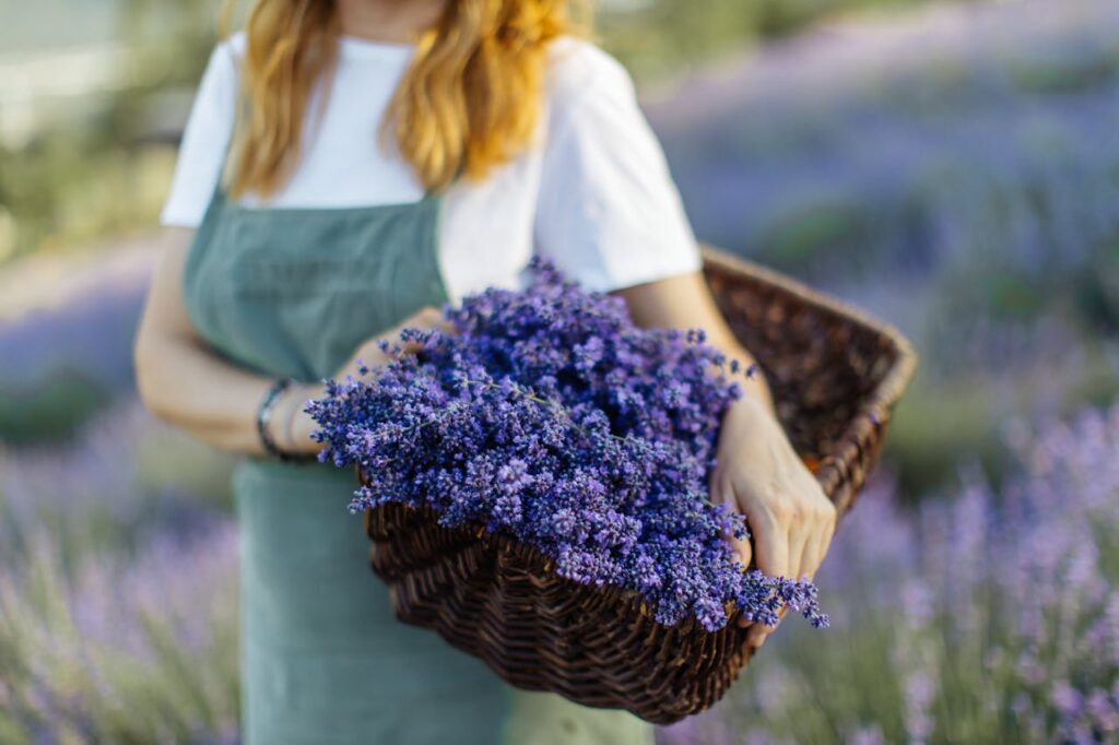 pexels-photo-5127020 A woman standing outdoors holding a wicker basket filled with vibrant purple lavender flowers.